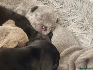 French Bulldog dogs French Bulldog puppies - Advert 1