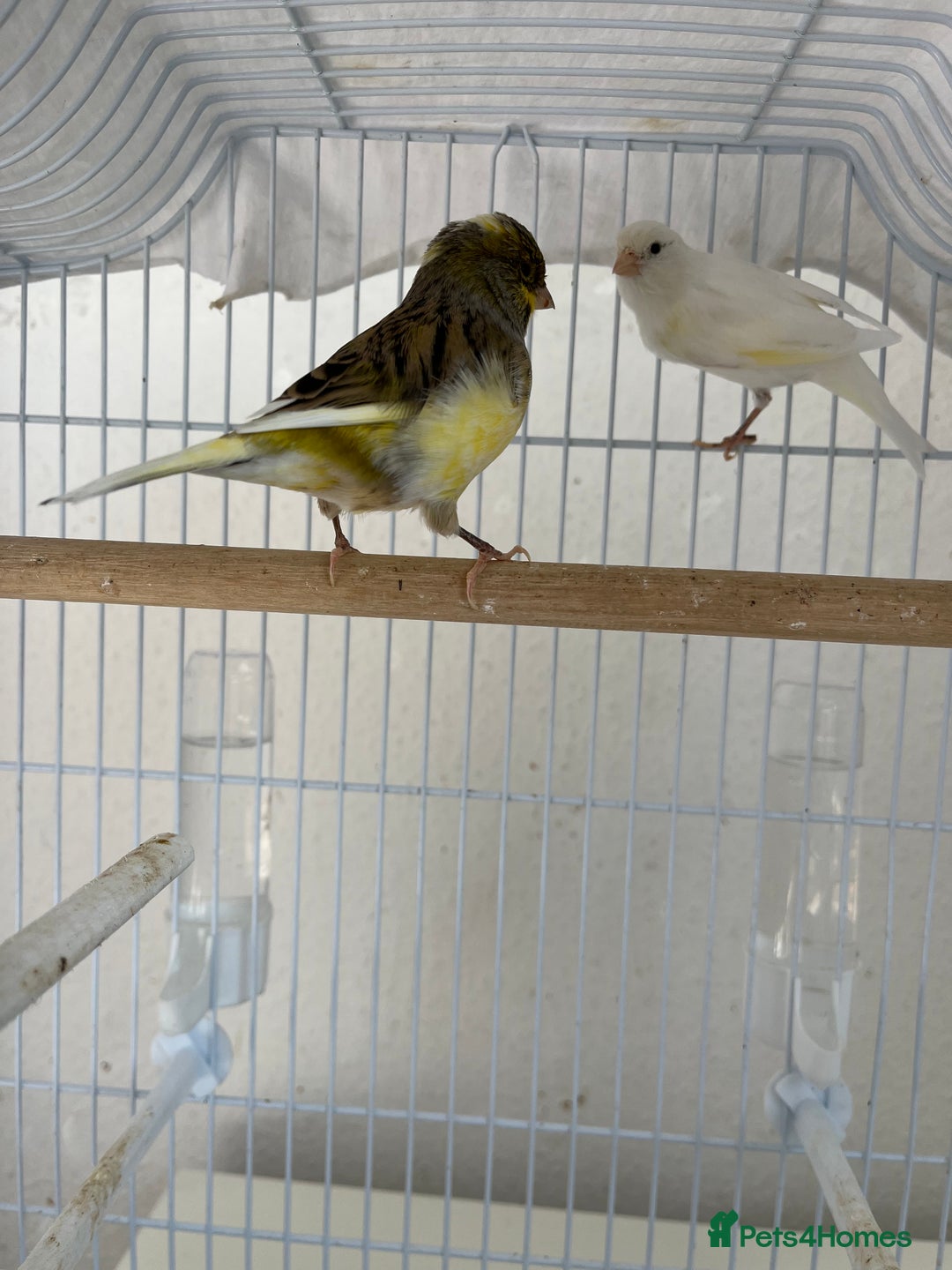 Canaries birds for sale: Canary  - Image 3
