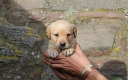 Labrador Retriever dogs for sale: Working Labrador Puppies  - Image 10