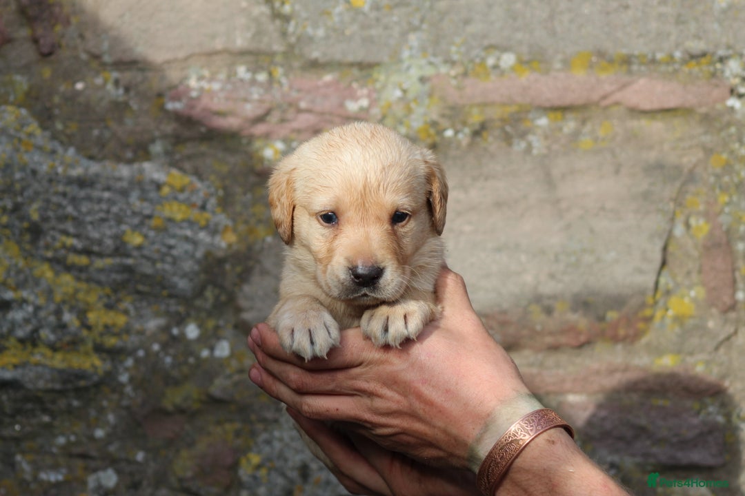 Labrador Retriever dogs for sale: Working Labrador Puppies  - Image 10