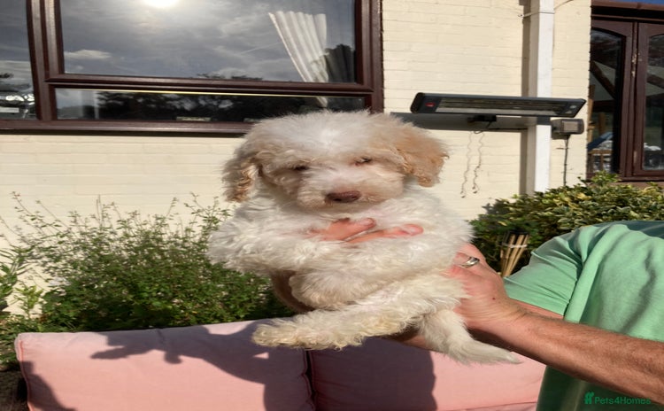 Cavapoo dogs - Advert 1