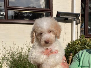 Cavapoo dogs - Advert 7