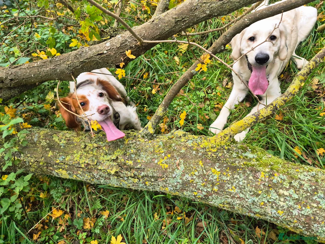 Goldendoodle dogs for sale: PEACHES 1 Year old Goldendoodle - Advert 18