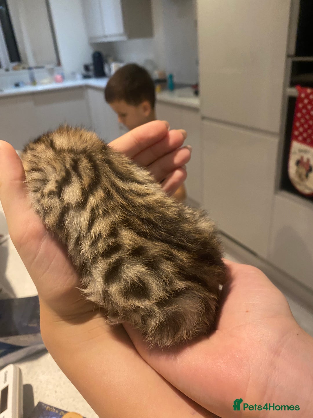 Bengal cats for sale: Bengal Cross Kittens  - Image 32