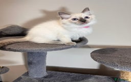 Ragdoll cats for sale: All Rehomed Thankyou  - Image 4