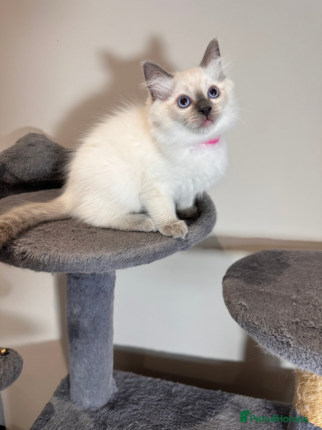 Ragdoll cats for sale: All Rehomed Thankyou  - Image 4