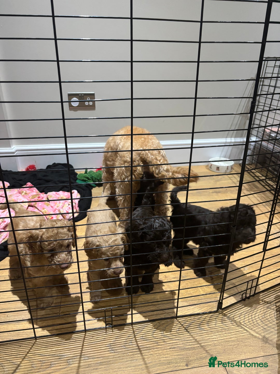 Cockapoo dogs for sale: 5 cockapoo puppies for sale 4 boys and 1 girl  - Advert 22