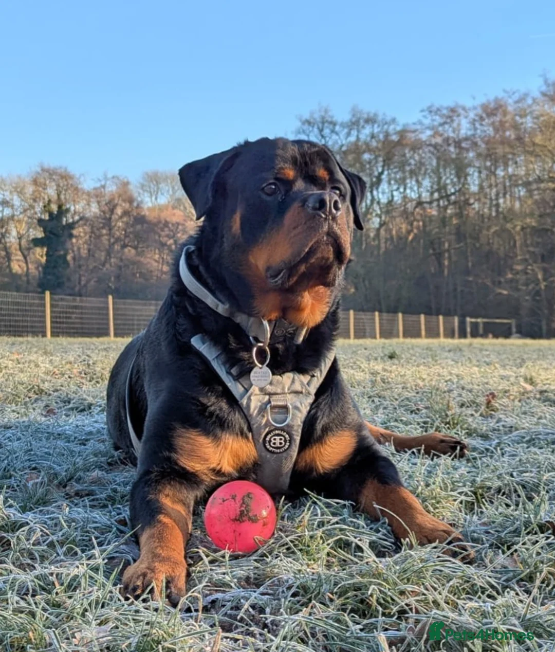 Rottweiler dogs for sale: DEXTER, 5th Gen KC registered adult Rottweiler dog - Advert 4