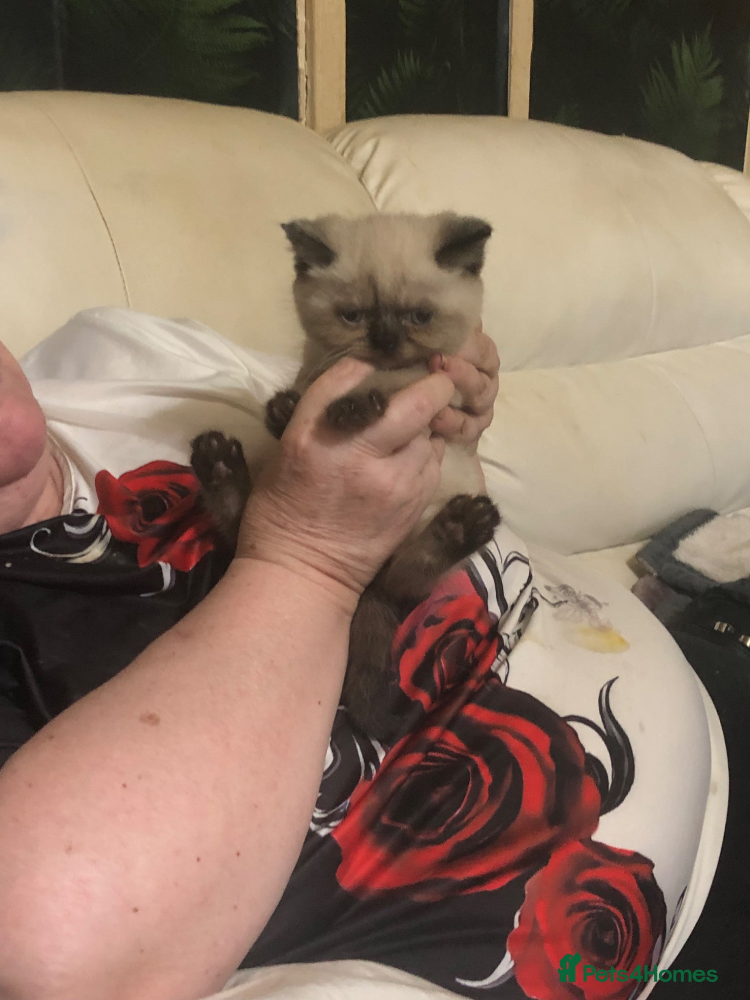 British Shorthair cats British shorthair kittens - Advert 11