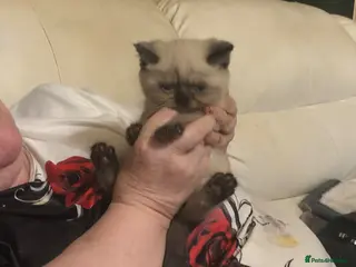 British Shorthair cats British shorthair kittens - Advert 11