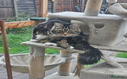 Maine Coon cats for sale: Maine Coon × Siberian  - Image 11