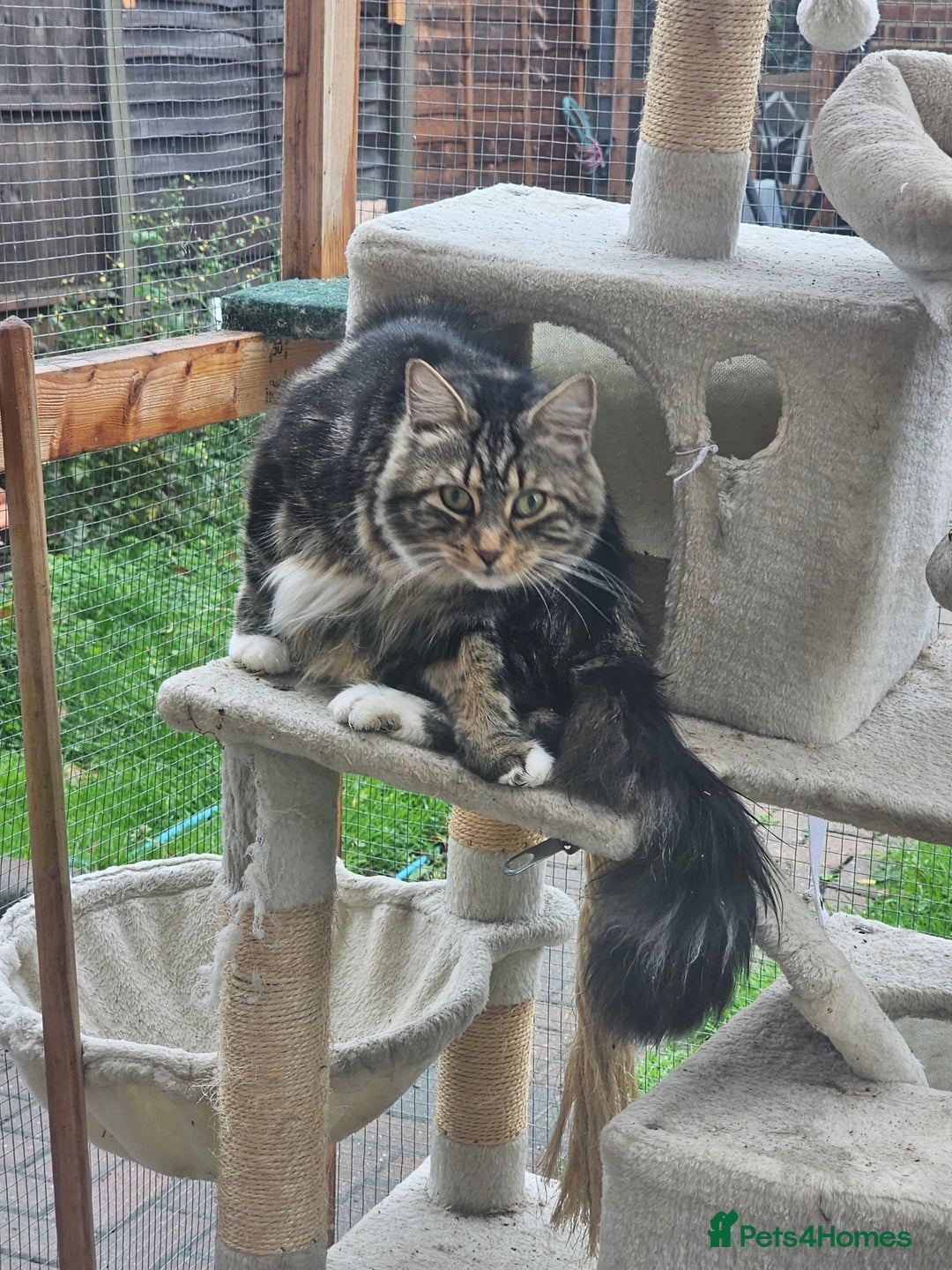 Maine Coon cats for sale: Maine Coon × Siberian  - Image 11