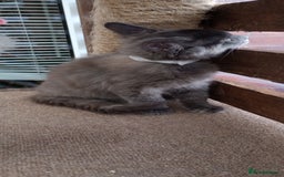 Mixed Breed cats for sale: Maicoon mix  - Image 5