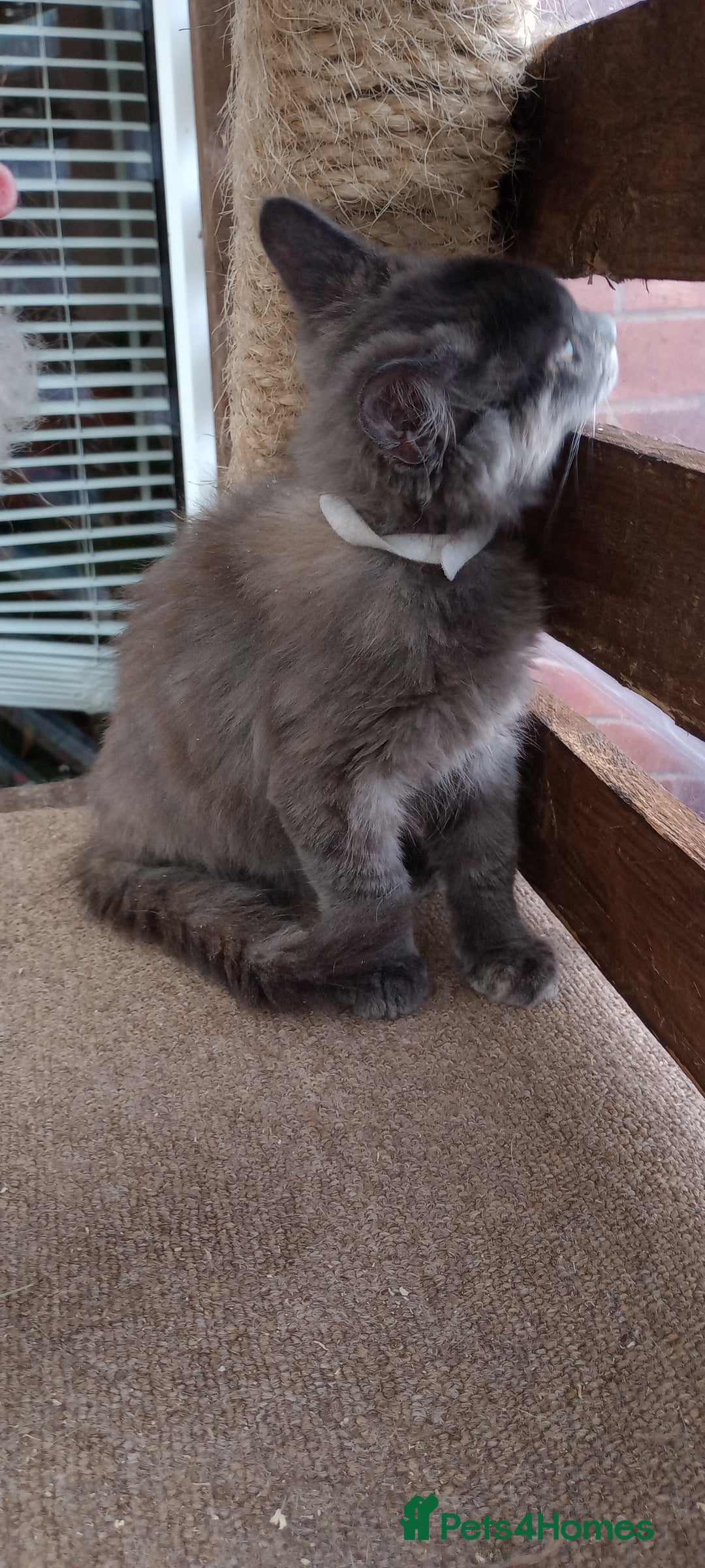 Mixed Breed cats for sale: Maicoon mix  - Image 5