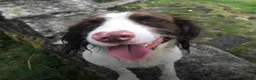 English Springer Spaniel dogs for sale: Springer Spaniel  - Advert 14