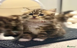 Siberian cats for sale: Champion line Kittens  - Image 4