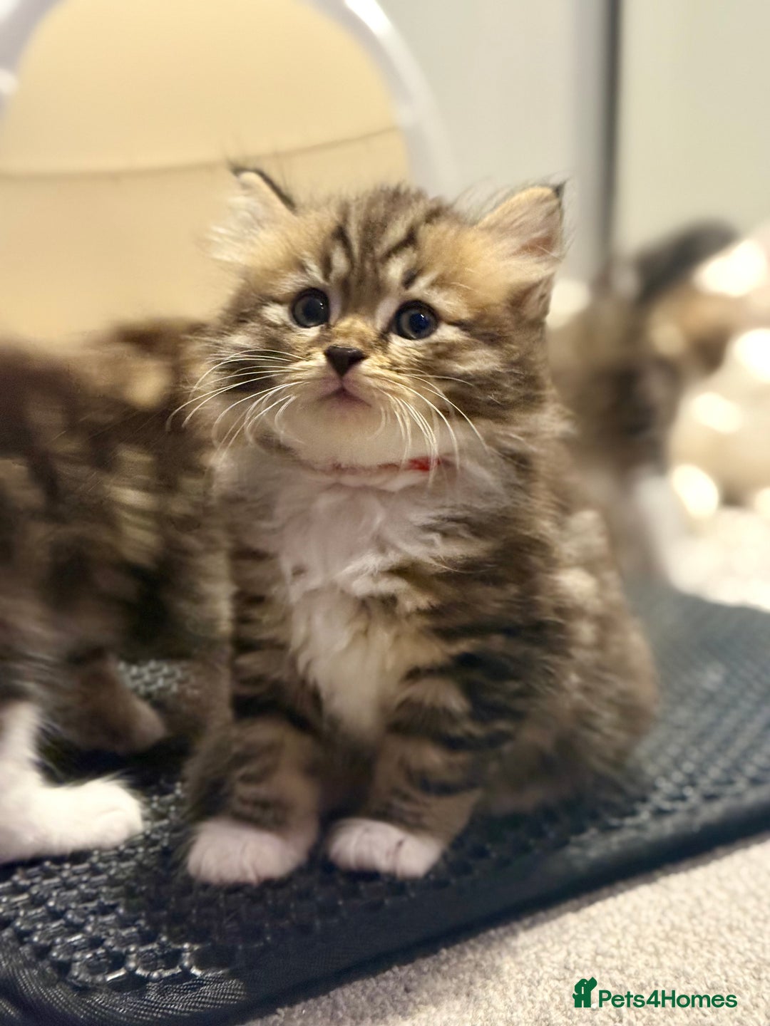 Siberian cats for sale: Champion line Kittens  - Image 4