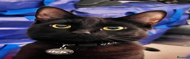 Mixed Breed Kitten 1