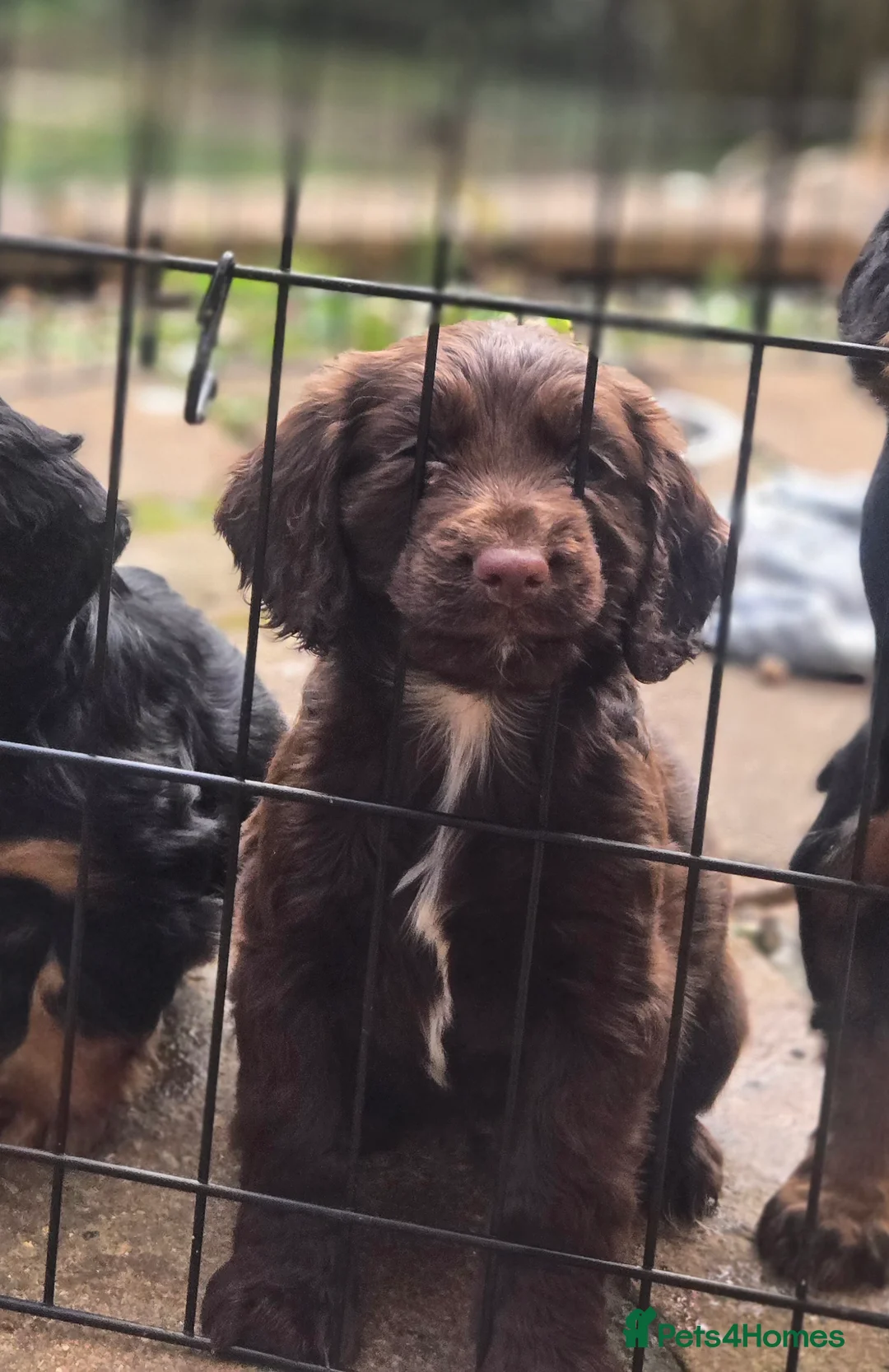Cocker Spaniel dogs for sale: Working cocker spaniel pups - Advert 13