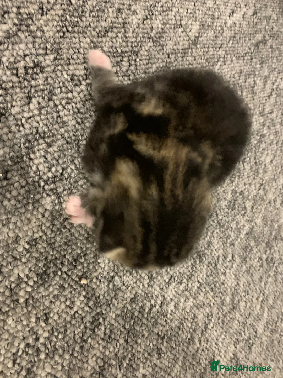 Scottish Fold cats for sale: 2 Scottish fold- Russian Blue Boys for sale in Birchington - Advert 7