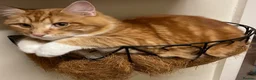 Mixed Breed cats for sale: Male ginger needs rehoming.  in Camberley - Advert 2