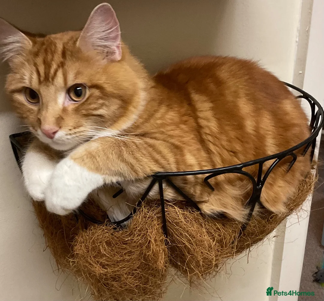 Mixed Breed cats for sale: Male ginger needs rehoming.  in Camberley - Advert 2