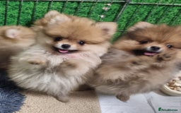 Pomeranian dogs for sale: Pomeranian Puppy 5   (RED)  - Pomeranian  - Image 17