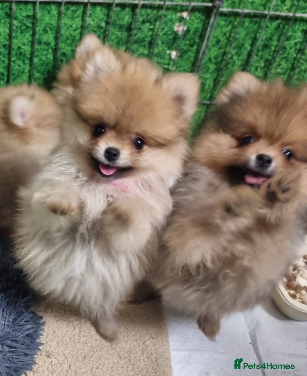 Pomeranian dogs for sale: Pomeranian Puppy 5   (RED)  - Pomeranian  - Image 17