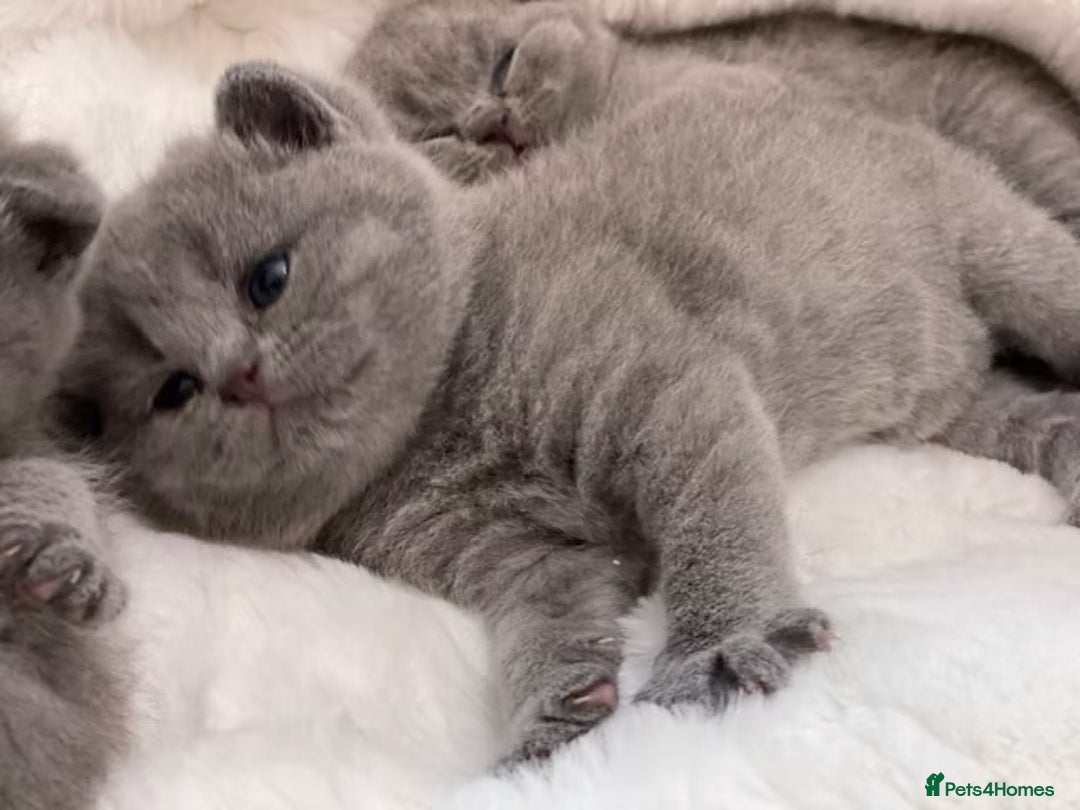 British Shorthair cats for sale: British shorthair kittens  - Advert 10