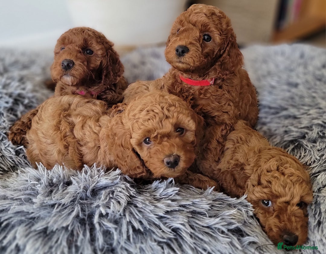 Miniature Poodle dogs for sale: Miniature Red Poodle KC Reg Full Pedigree - Image 11