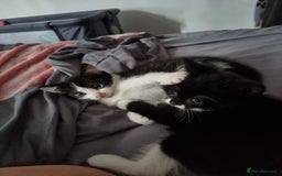 Mixed Breed cats for sale: Kittens  - Image 1