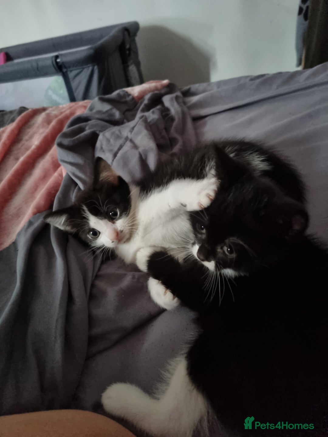Mixed Breed cats for sale: Kittens  - Image 1