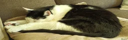 Domestic Shorthair cats for adoption: Timmy, 9 year old gentleman  - Advert 3