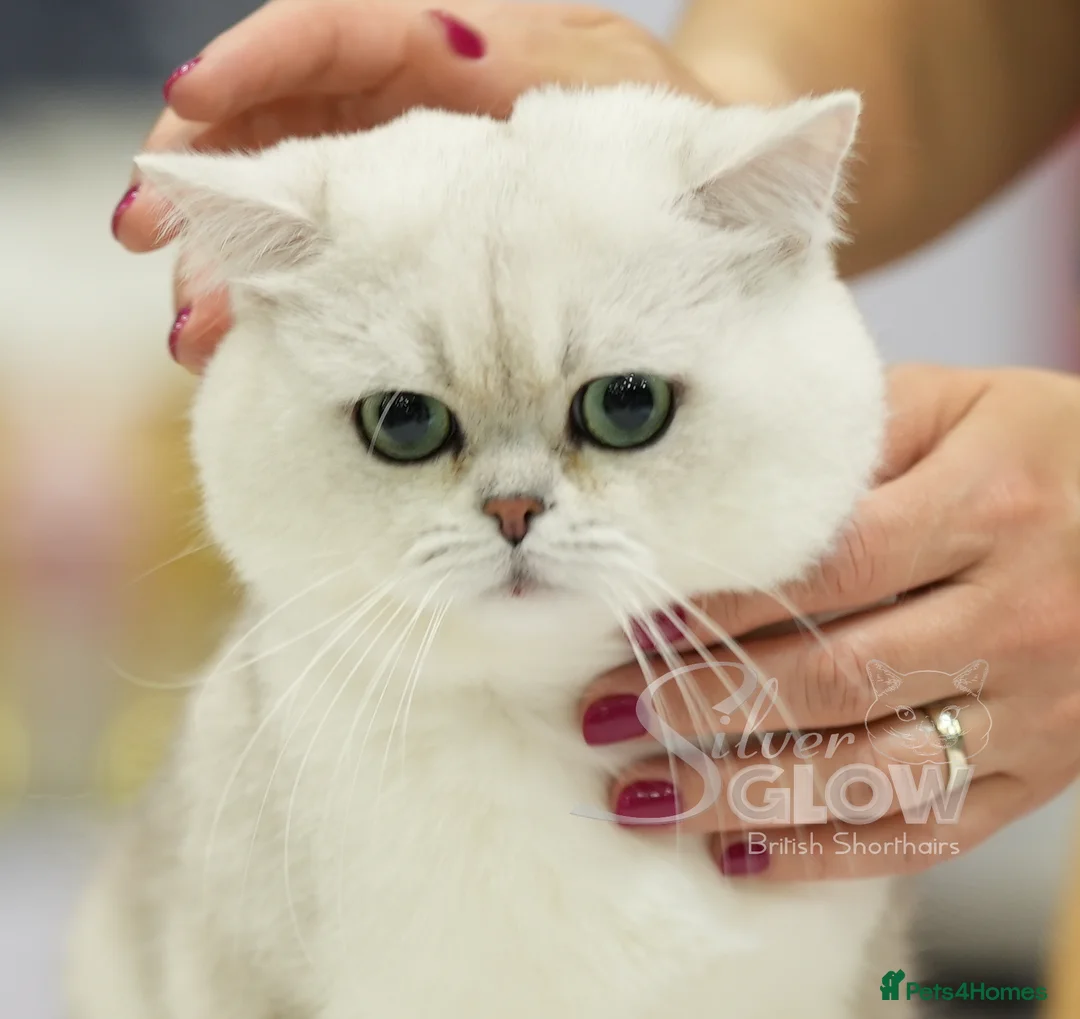 British Shorthair cats for sale: BSH reg kittens, Silver & Gold - Advert 12