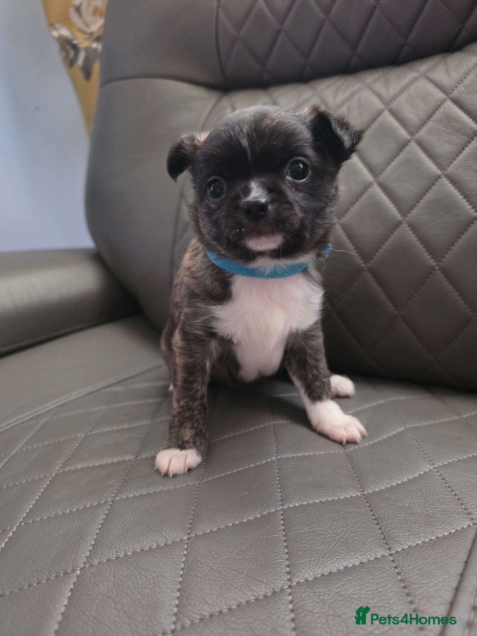 Chihuahua dogs RARE Brindle Chihuahua Puppies - Advert 2