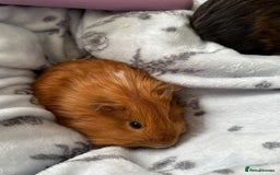 Guinea Pig rodents for sale: Male Boar for sale - Image 4