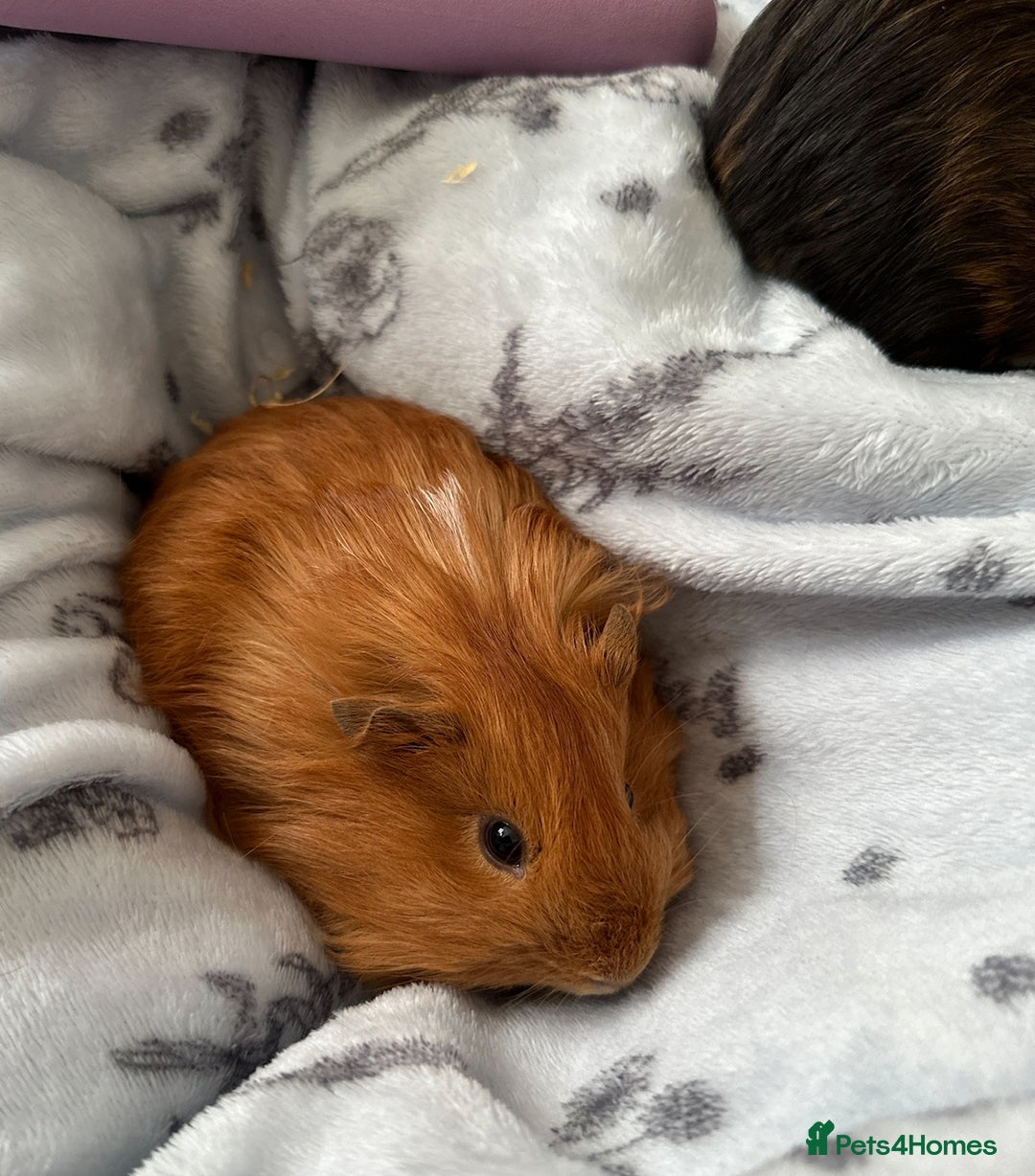 Guinea Pig rodents for sale: Male Boar for sale - Image 4