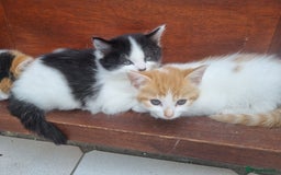 Mixed Breed cats for sale: Cute kittens  - Image 4