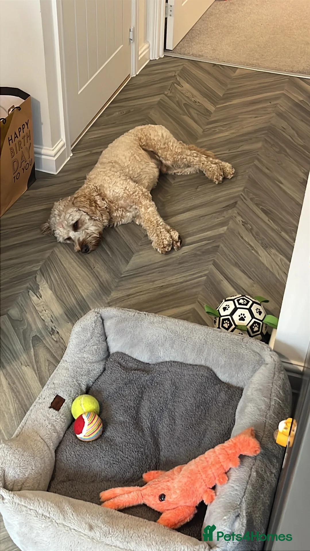 Mixed Breed dogs for sale: 2 year old Cockapoo in Southampton - Advert 2