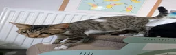 Mixed Breed cats for sale: Bengal mix kittens - Advert 4