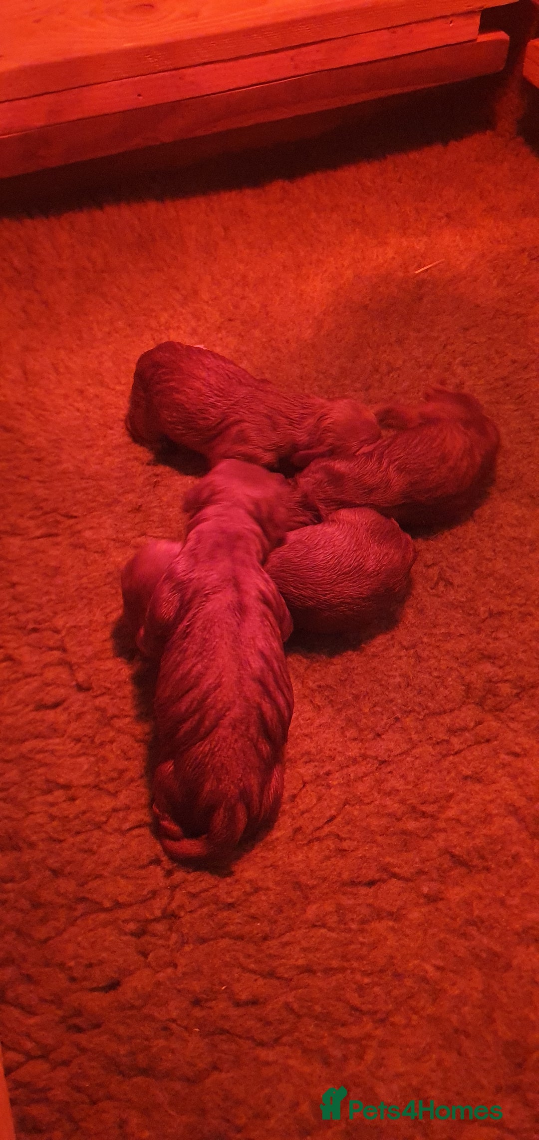 Cocker Spaniel dogs for sale: 4 Gorgeous Cocker Spaniel Puppies - Image 7