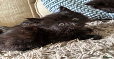 Mixed Breed cats - Advert 9