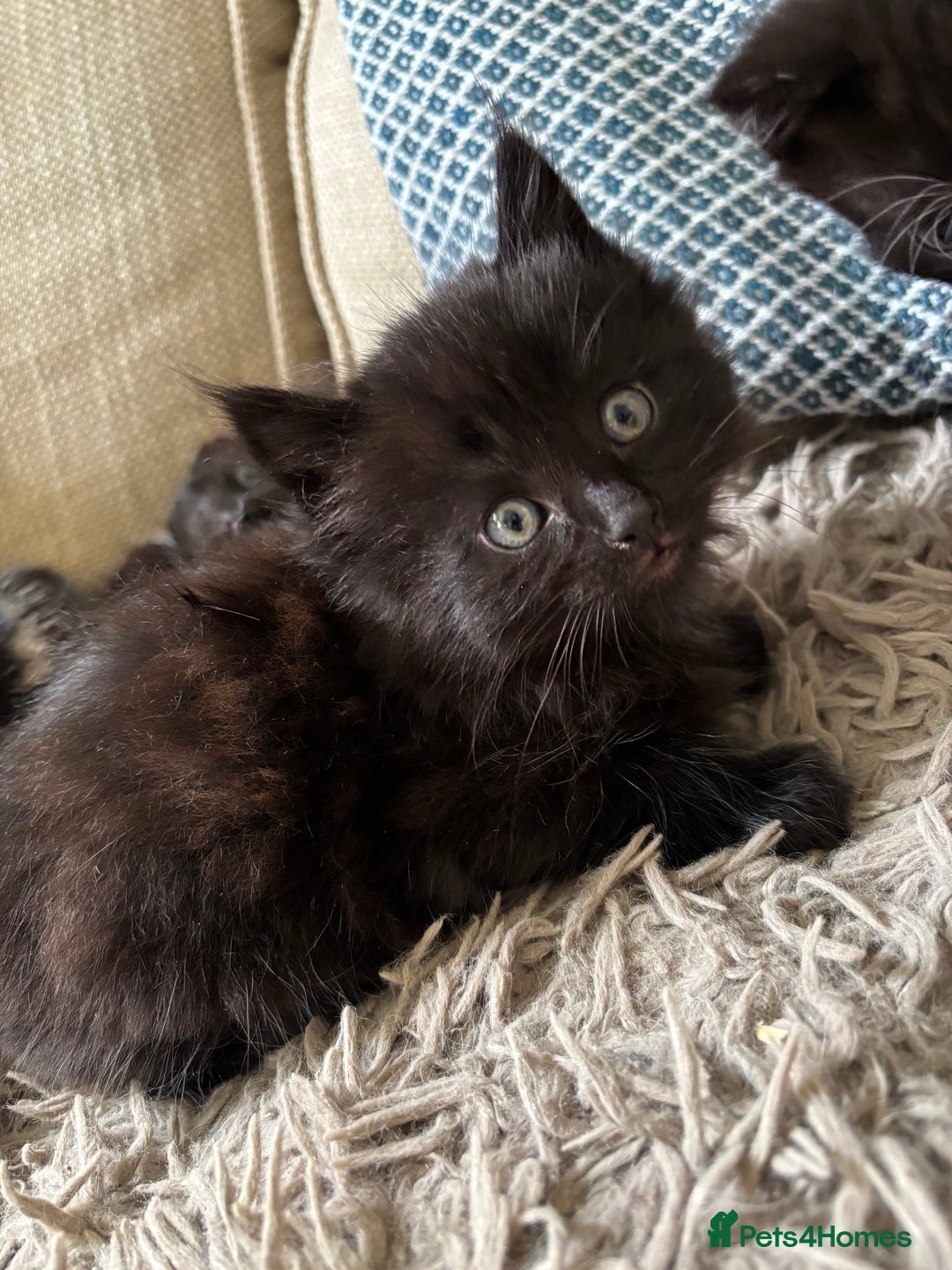 Mixed Breed cats for sale: gorgeous long haired kitten available!!  - Image 5
