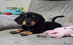 Miniature Dachshund dogs for sale: Ready boy or girl Black and tan smooth Dachshund's - Image 14