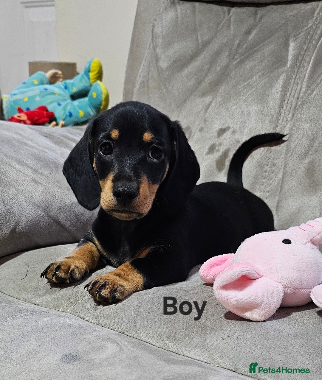 Miniature Dachshund dogs for sale: Ready boy or girl Black and tan smooth Dachshund's - Image 14