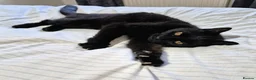 Mixed Breed cats for adoption: MUFFIN - Advert 4