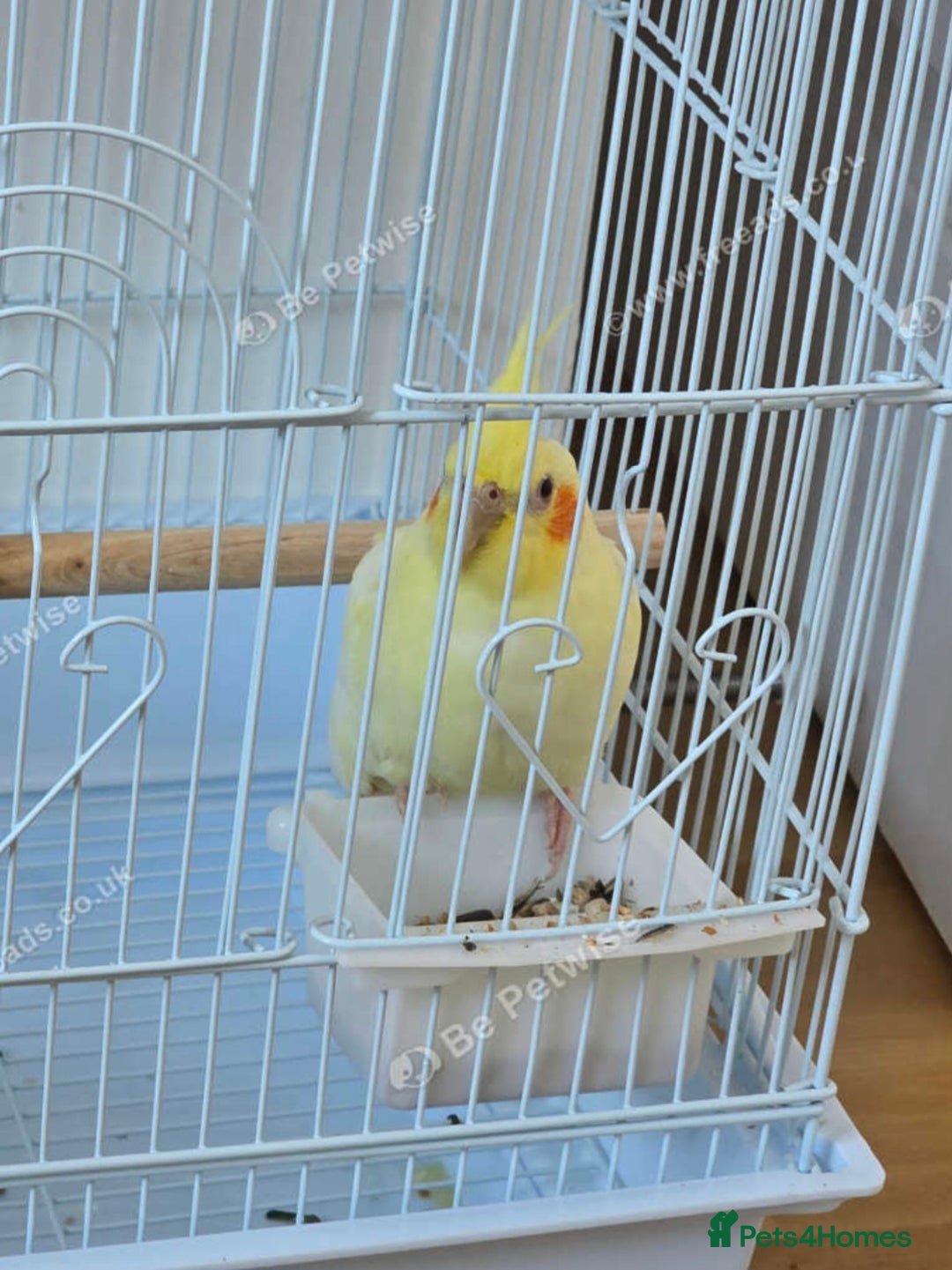 Cockatiels birds for sale: Beautiful Cockatiel - Advert 1