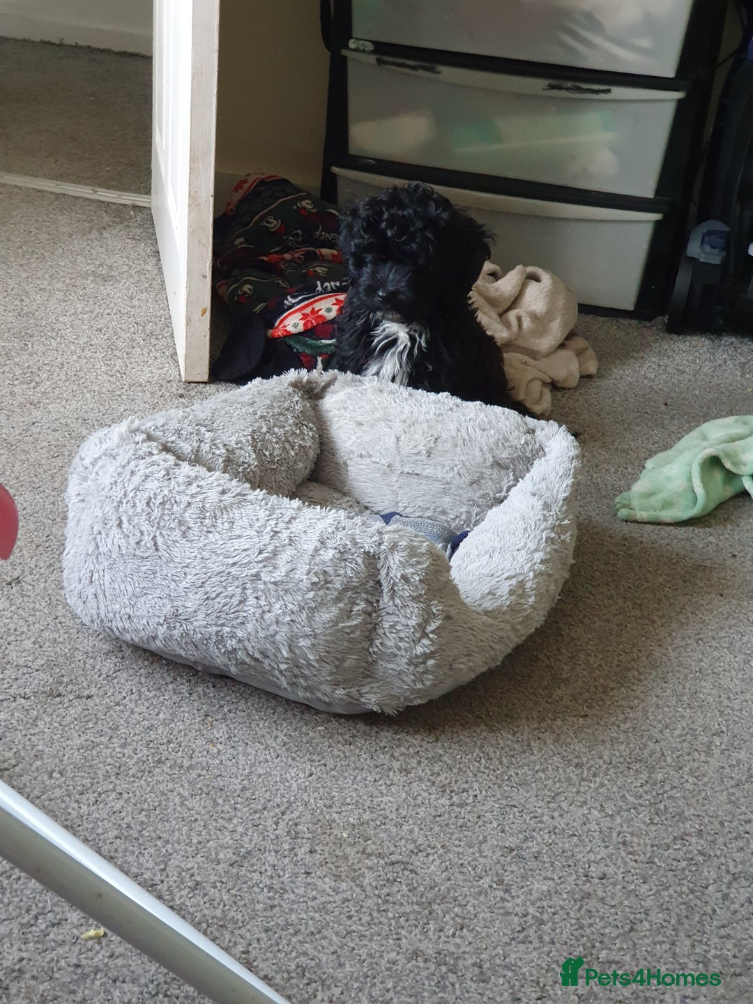 Shihpoo dogs for sale: Shihpoo puppy for sale  - Advert 3