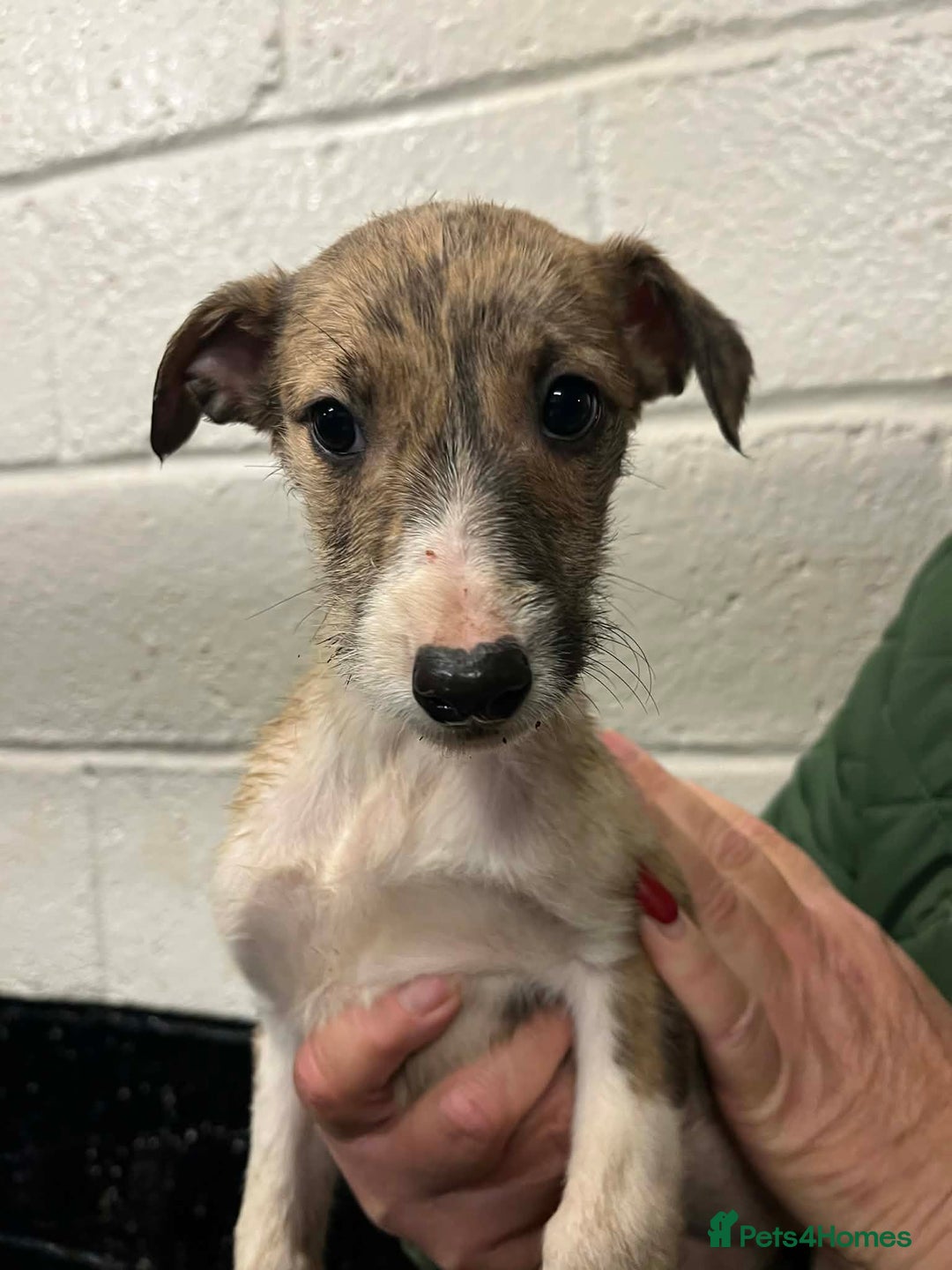 Mixed Breed dogs for sale: Gorgeous lurcher puppies - Advert 4