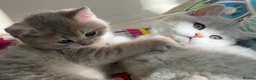 Brazilian Shorthair cats for sale: 2 Girls | Fully Pedigree British Shorthair | GCCF  - Advert 6